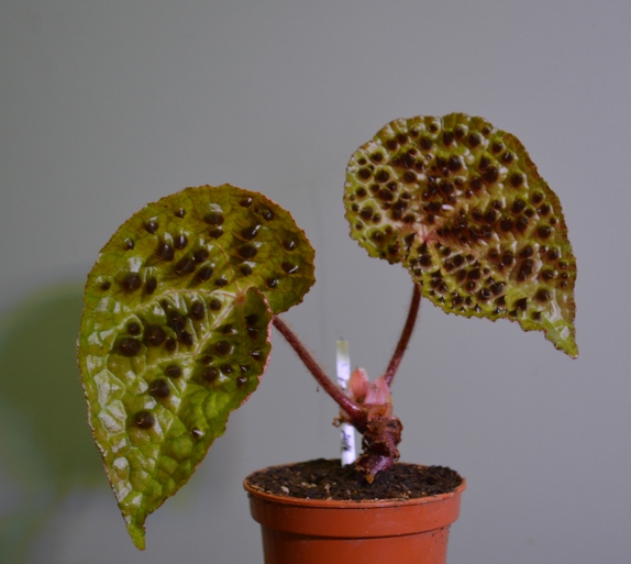 Бегония Ферокс (Begonia Ferox)
