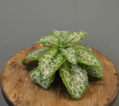 Primulina dryas 'Hisako