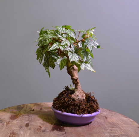 Бегония Дрега (Begonia dregei)