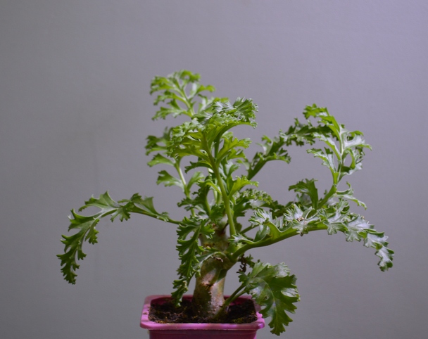Pelargonium crithmifolium