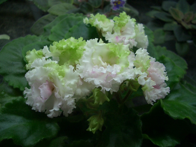 CIMG0410.JPG