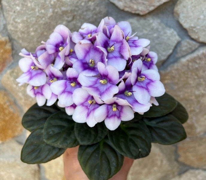 Optimara My....jpg