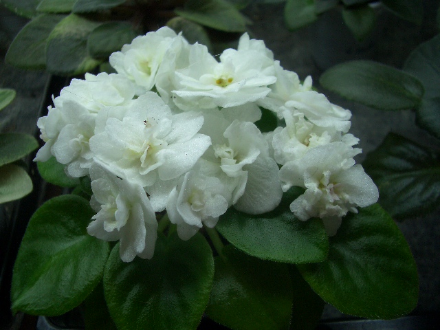 CIMG0417.JPG