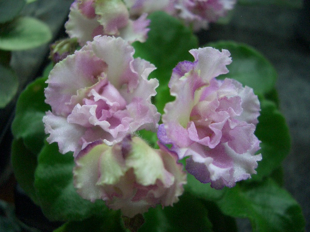 химера ЦМ-Донна Роза