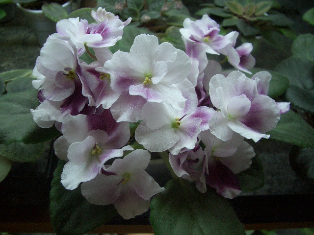 Mac's Southern Springtime