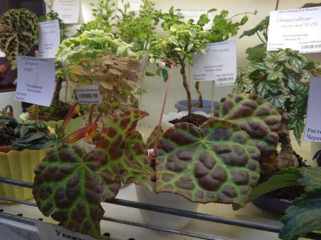 Begonia Rajah
