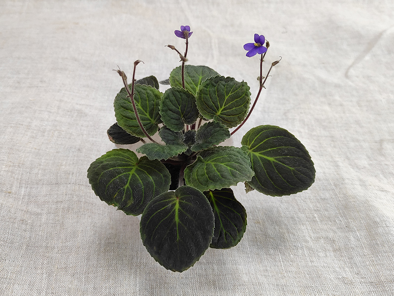 S.velutinus