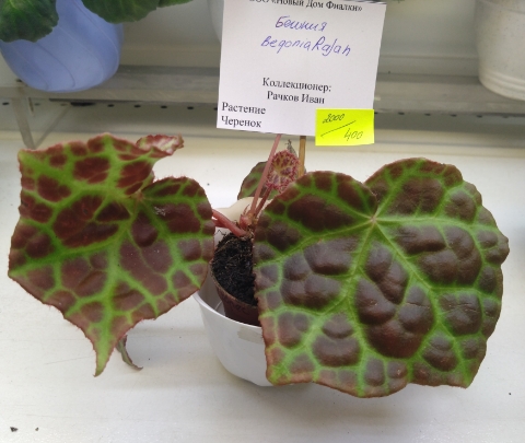Begonia Rajah