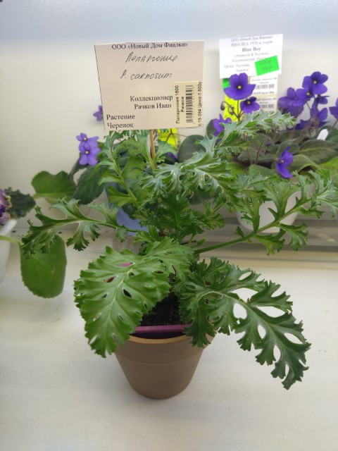 Pelargonium CARNOSUM