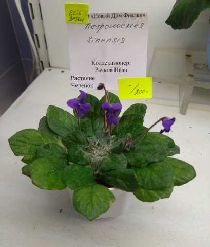 Petrocosmea sinensis