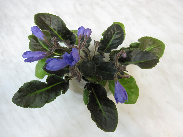 Senk's-Big-Bells_web.jpg