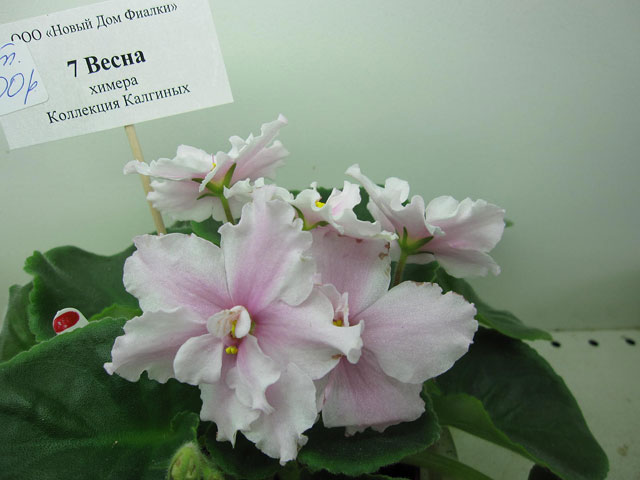 7-Весна_web.jpg