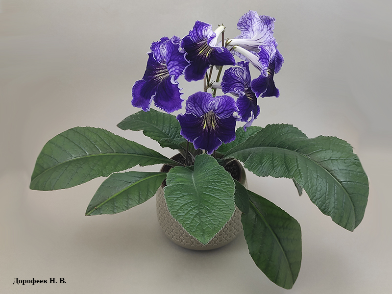 Dem-Blue Clover