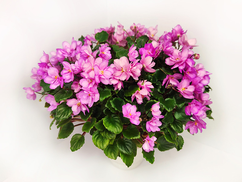 Honeisuckle Rose.jpg