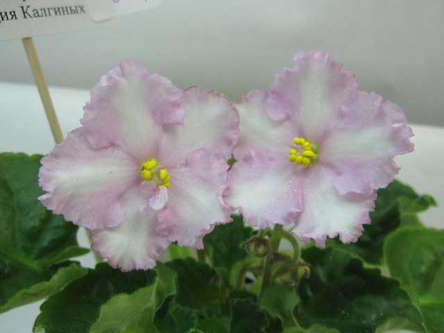 Patchwork-Pink_web.jpg