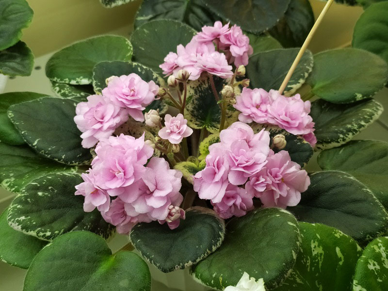 Cajun's Roses Anyone.jpg