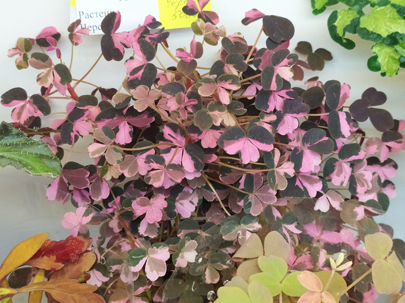 Оксалис Plum Crazy.jpg