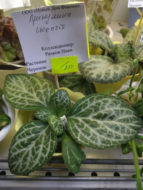 Примулина Primulina liboensis