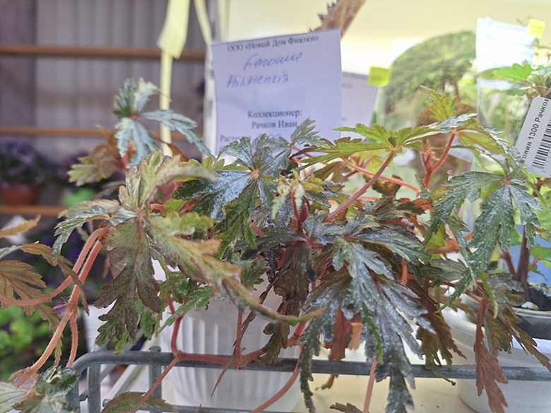 Begonia sp Philippines.jpg