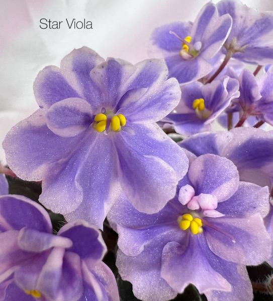 Star Viola (Рачков И./ Старостенко )