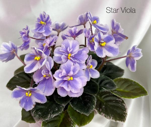 Star Viola