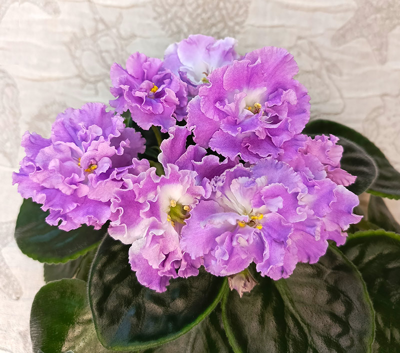 22_на_сиреневой_луне.jpg