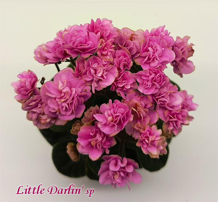 14_lttle_darlin_sp.jpg
