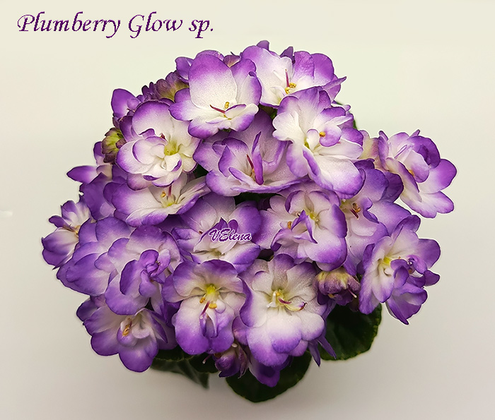 7_plumberry_glow.jpg