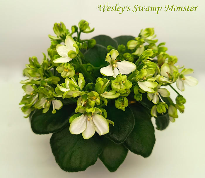 12_wesleys_swamp_monster.jpg