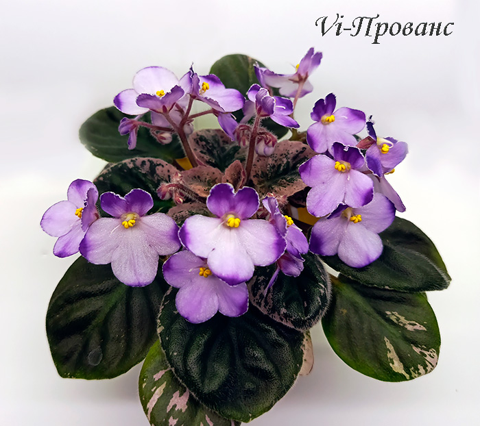 11_vi_прованс.jpg