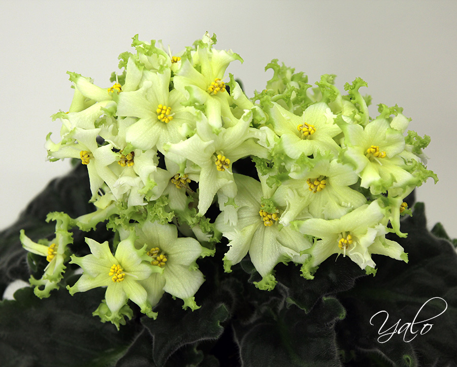RIV-Крылья Феникса.jpg