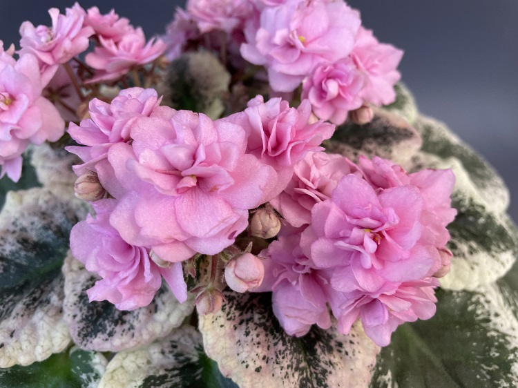 Cajun’s Roses Anyone 3.jpg