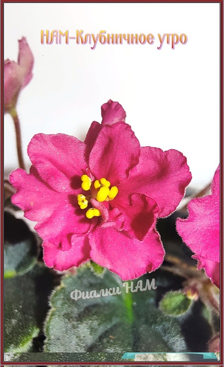 цветок в начале роспуска