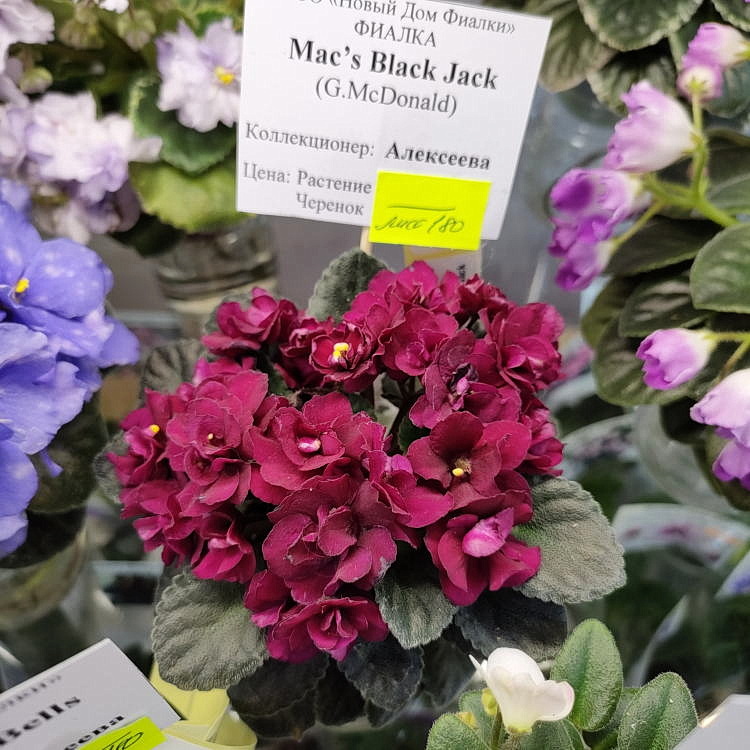 Mac's Black Jack