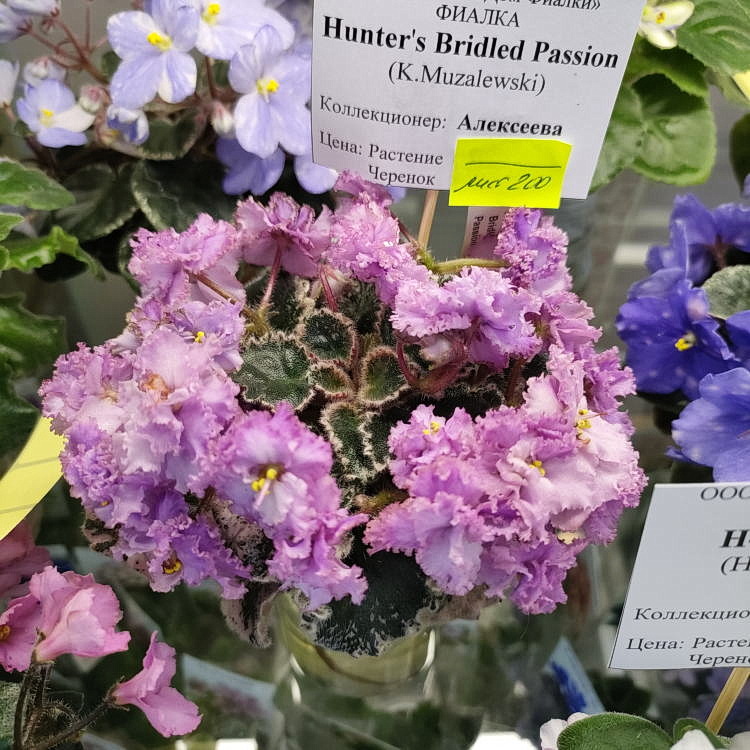 Hunter's Bridled Passion