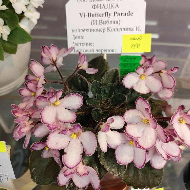 Vi-Butterfly Parade