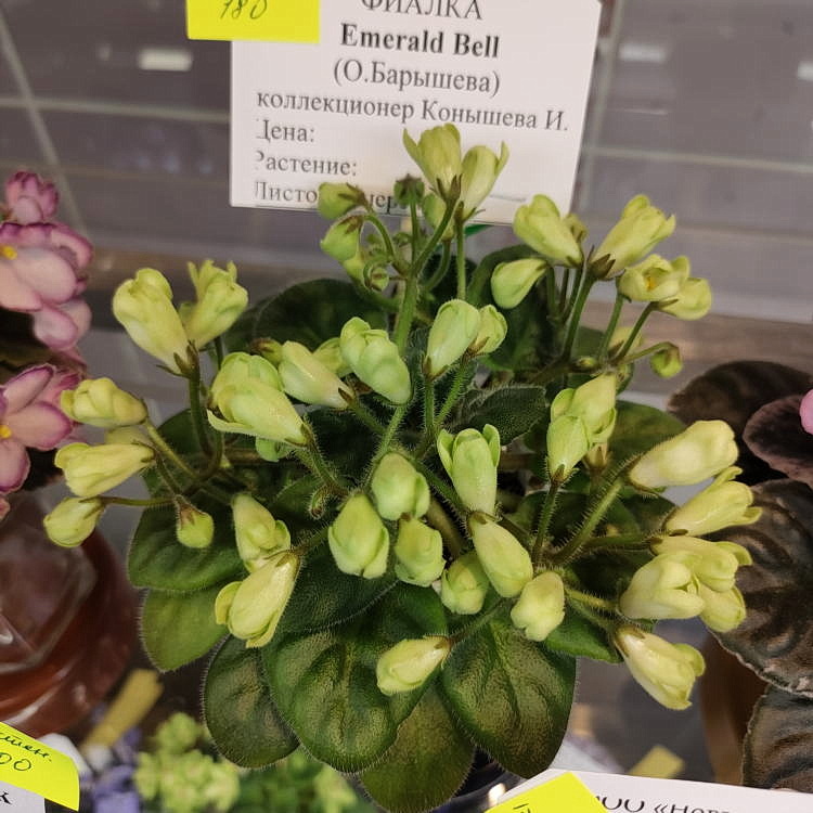 Emerald Bell