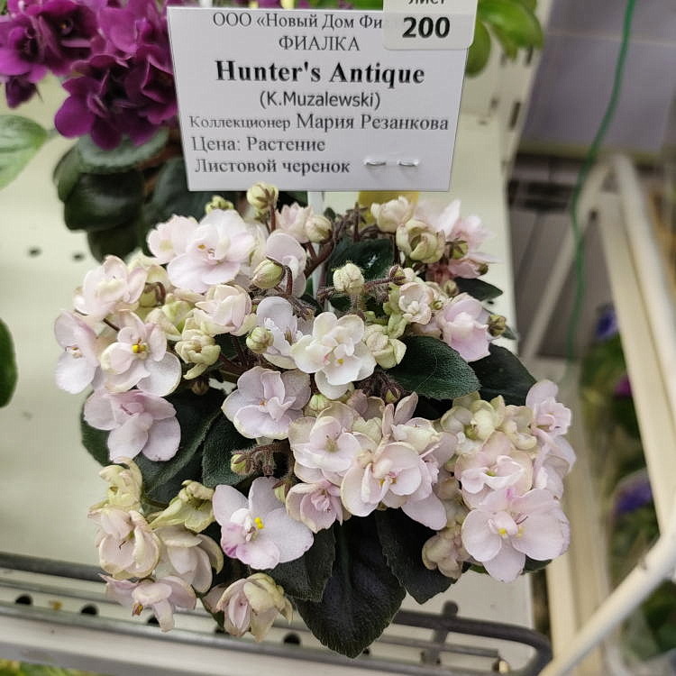 Hunter's Antique