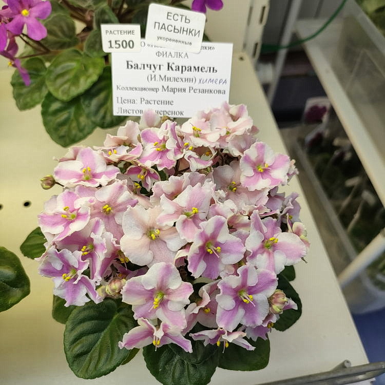 Балчуг Карамель (химера)