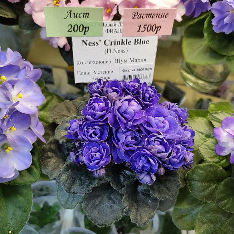 Ness' Crinkle Blue