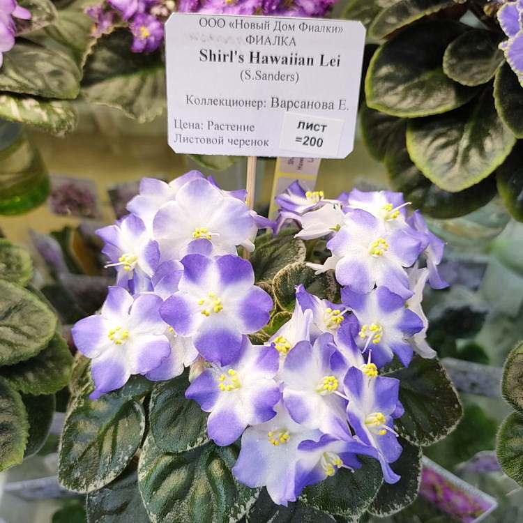 Shirl's Hawaiian Lei