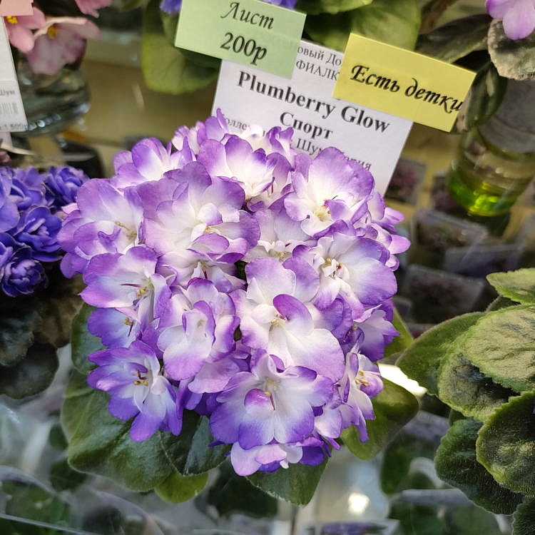Plumberry Glow спорт