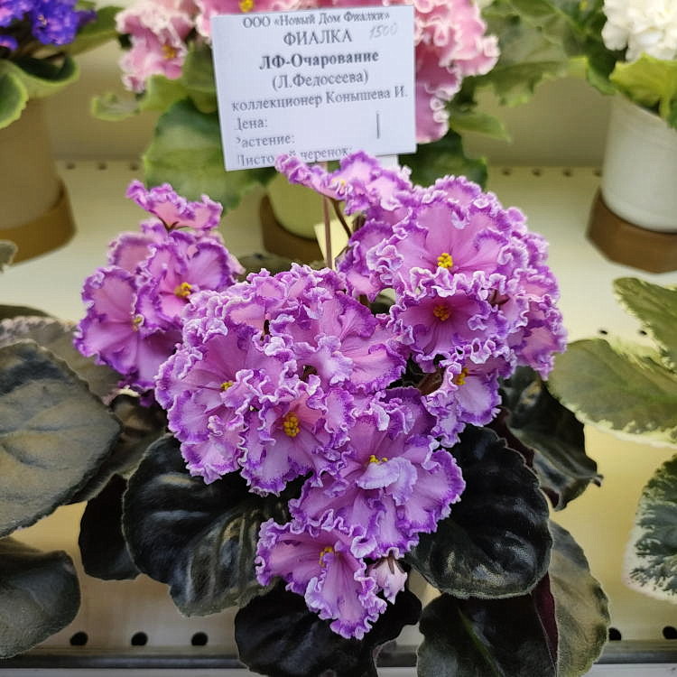 ЛФ-Очарование