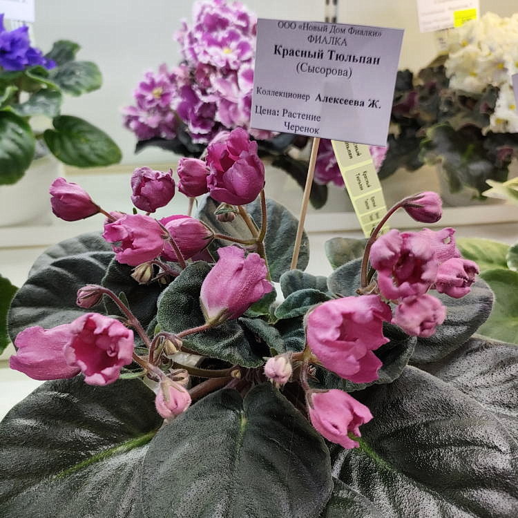Красный Тюльпан