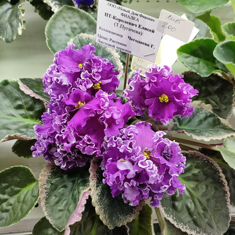ПТ-Королевич Елисей