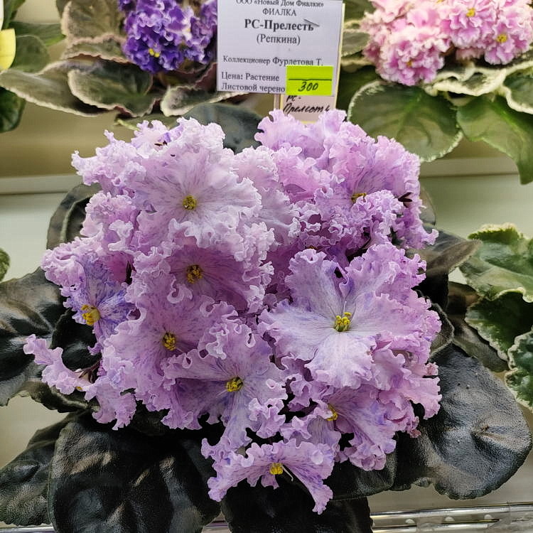 РС-Прелесть