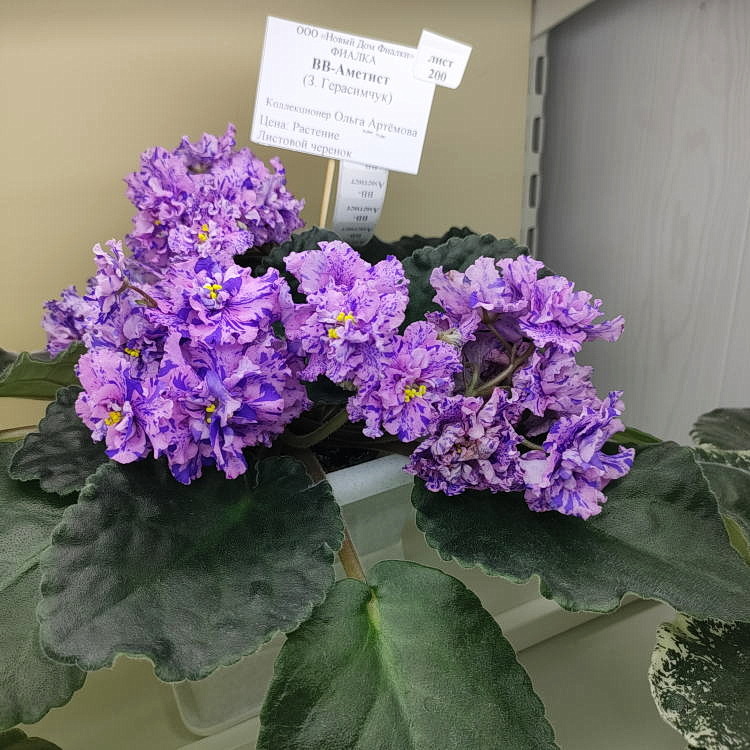 ВВ-Аметист