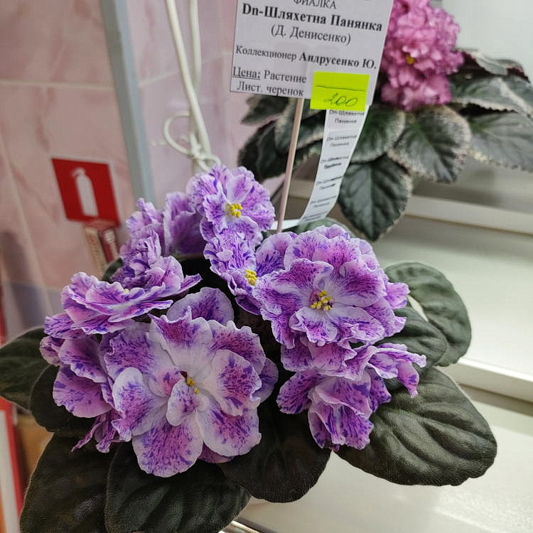 Dn-Шляхетна Панянка