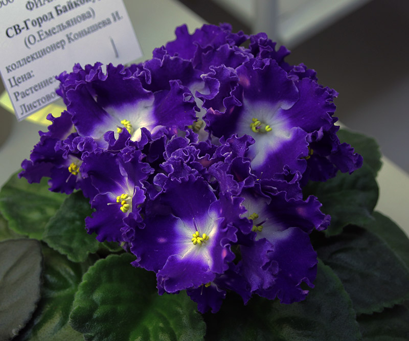 СВ-Город Байконур
