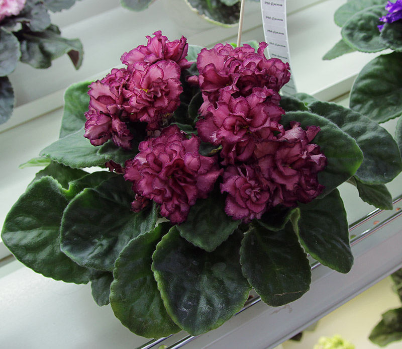 РМ-Джина